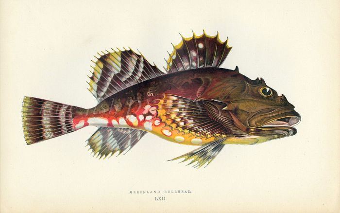 THE GREENLAND BULLHEAD fish print