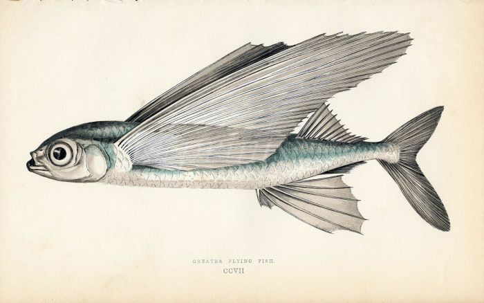 THE GREATER FLYING FISH print (Exocoetus)