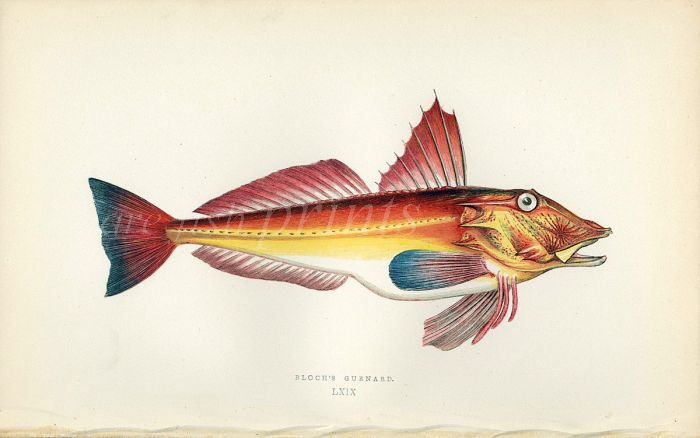BLOCH'S GURNARD fish print