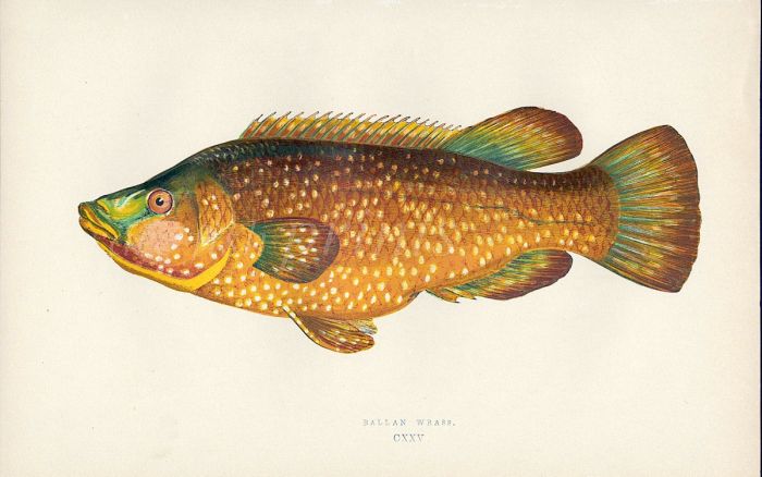 THE BALLAN WRASSE fish print