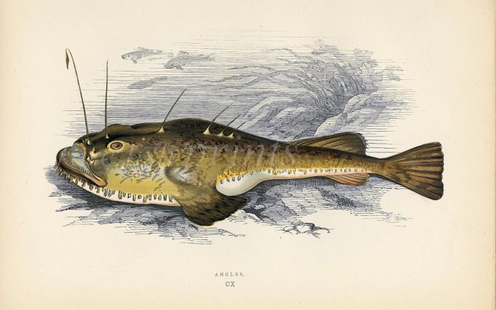 THE ANGLER fish print