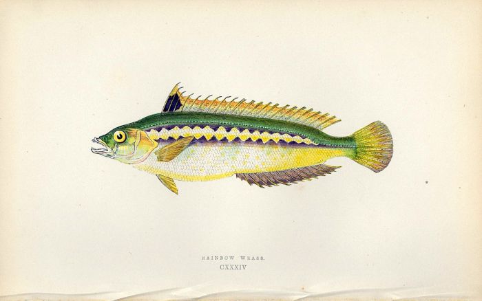THE RAINBOW WRASSE fish print
