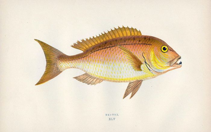 THE DENTEX fish print