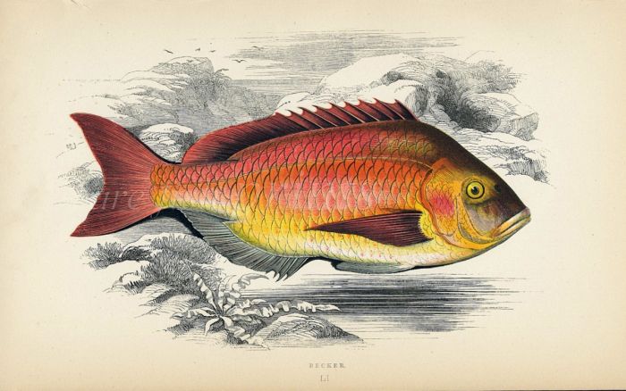THE BECKER SEA BREAM fish print