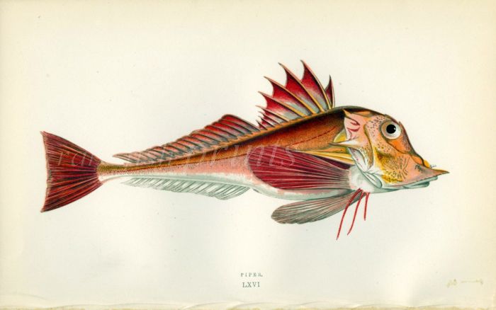 THE PIPER GURNARD fish print