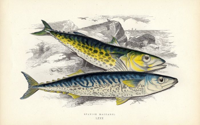 THE SPANISH MACKEREL fish print