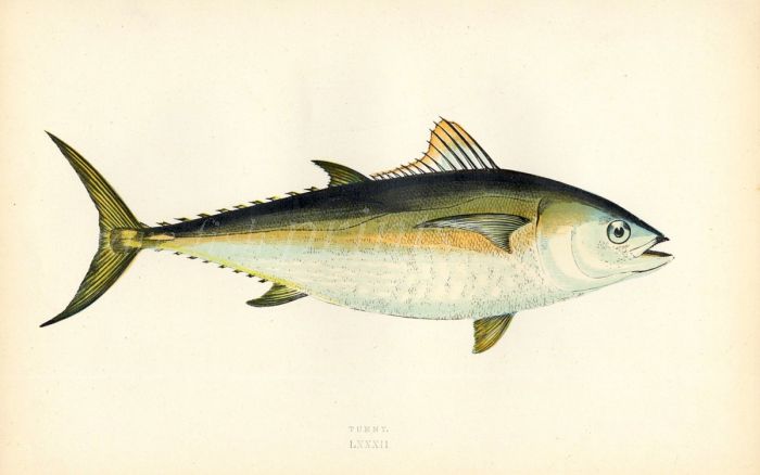 THE TUNNY fish print