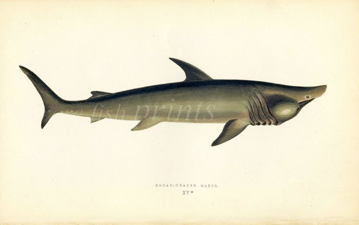 THE BROAD-HEADED GAZER SHARK fish print