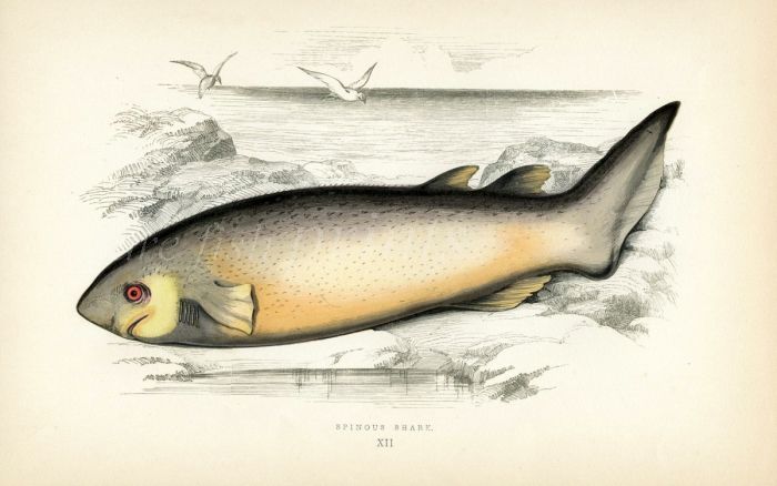 THE SPINOUS SHARK fish print