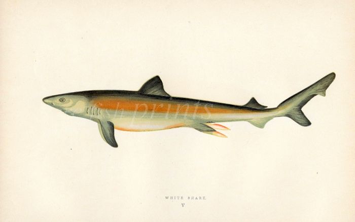 THE WHITE SHARK fish print