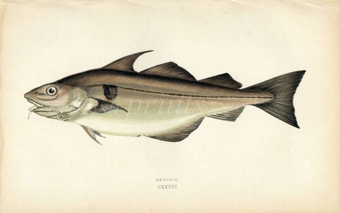 THE HADDOCK fish print