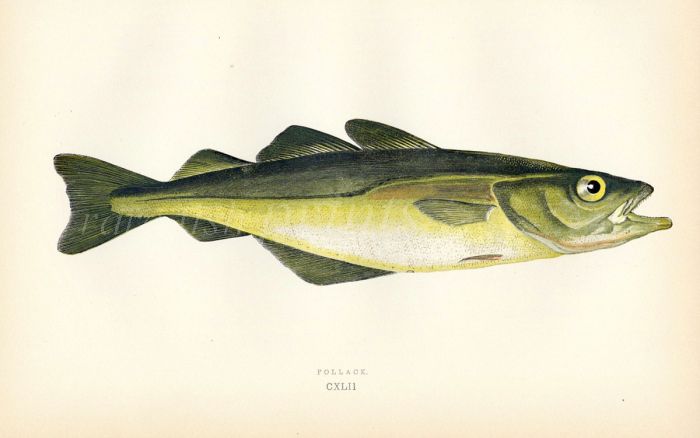 THE POLLACK fish print