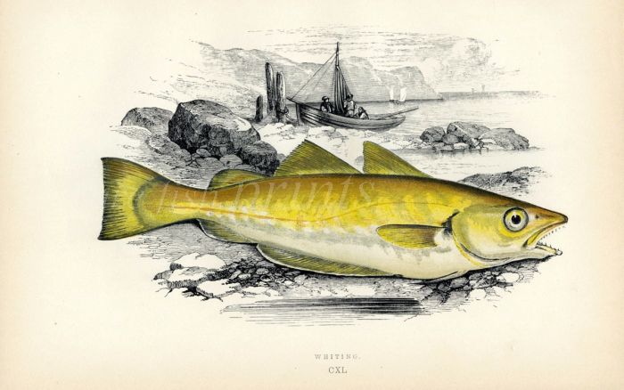 THE WHITING fish print