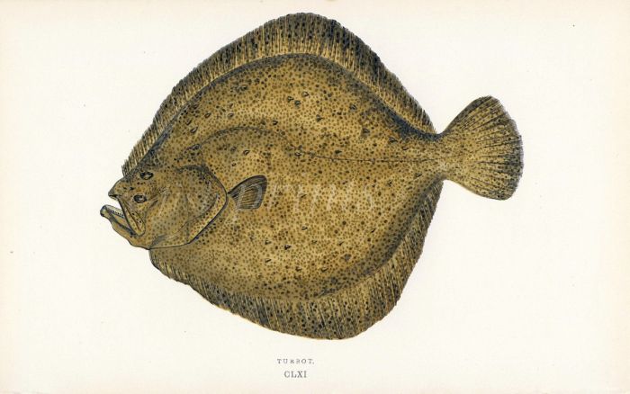 THE TURBOT fish print