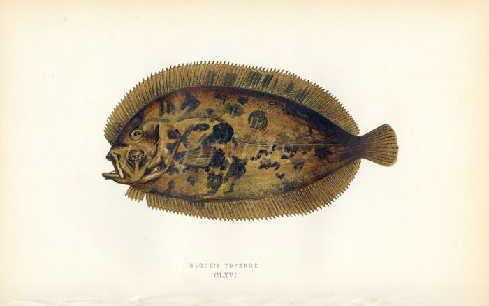 BLOCH'S TOPKNOT fish print