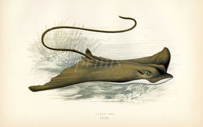 THE EAGLE RAY fish print