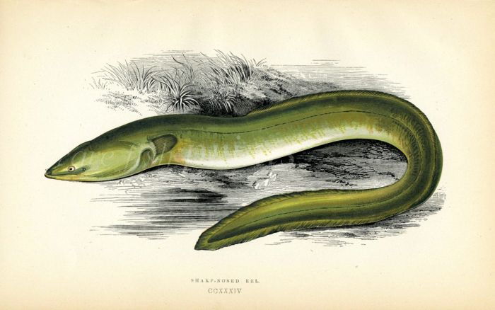 THE SHARP NOSED EEL fish print