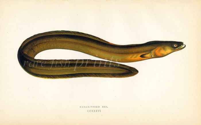 THE BROAD-NOSED EEL fish print