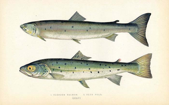 THE SLENDER SALMON & THE BLUE POOL salmon print