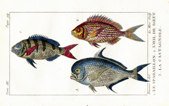 ANULAR GILTHEAD, GOGGLE-EYE, TOOTHED GILTHEAD print