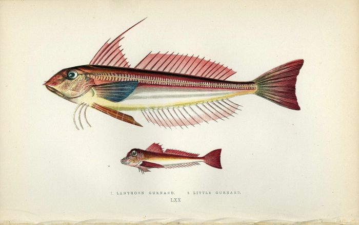 THE LANTHORN & LITTLE GURNARD fish print