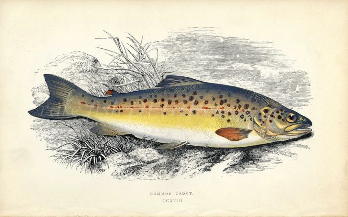THE COMMON BROWN TROUT fish print
