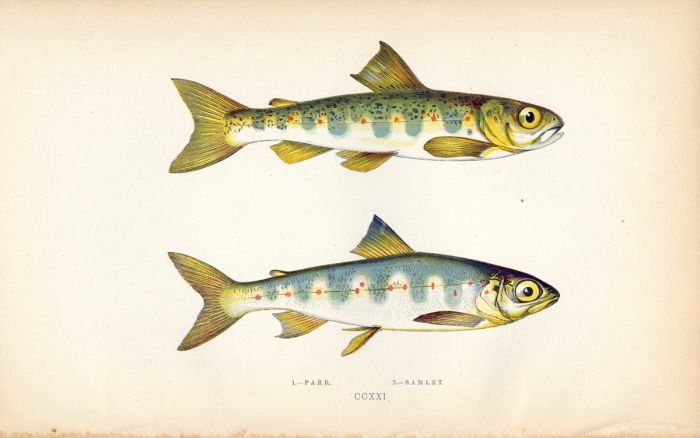 THE SALMON PARR fish print