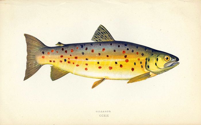 THE GILLAROO fish print
