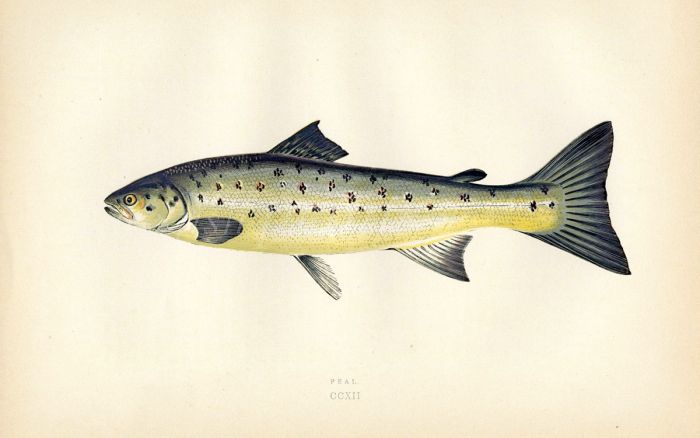 THE PEAL - YOUNG SEA TROUT fish print