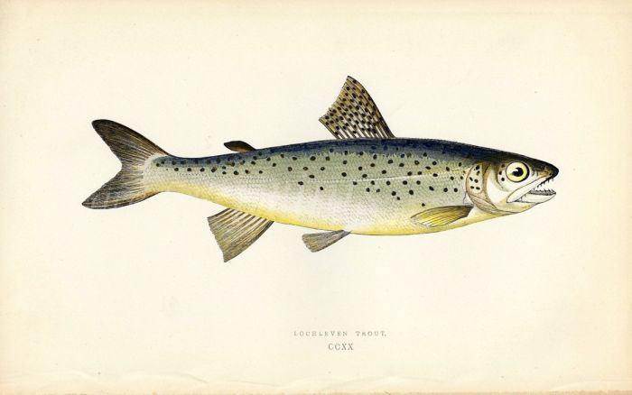 THE LOCHLEVEN TROUT  fish print