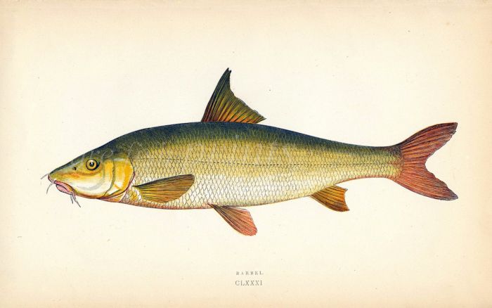 THE BARBEL fish print