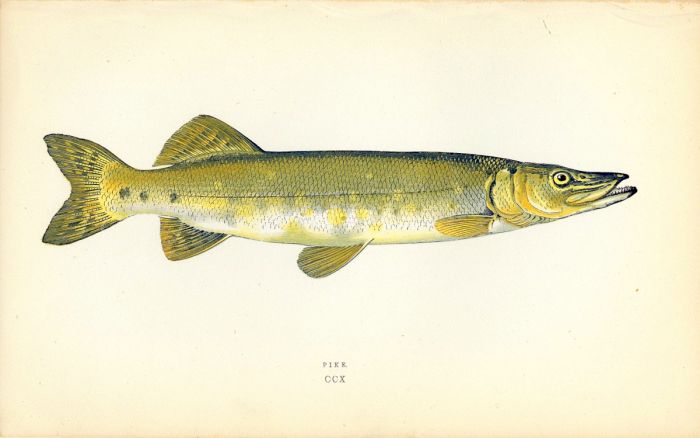 THE PIKE fish print