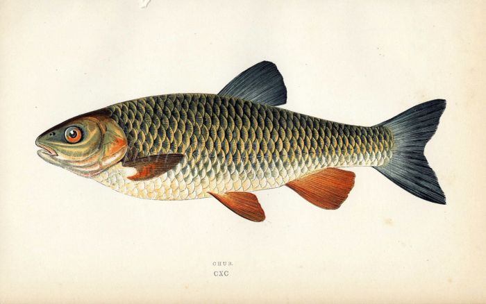 THE CHUB fish print