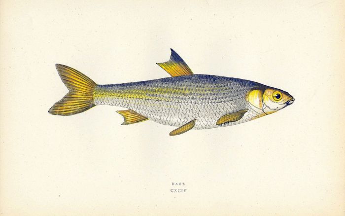 THE DACE fish print