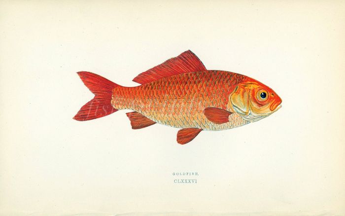 THE GOLDFISH print