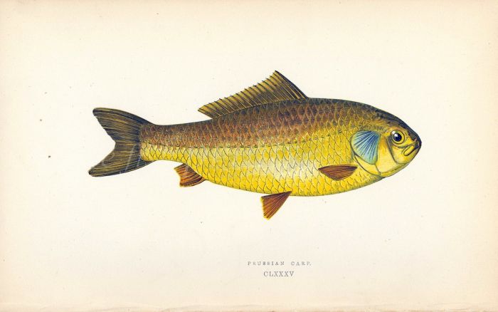 THE PRUSSIAN CARP fish print