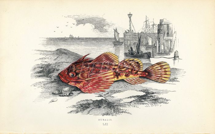 THE BUBALIS BULLHEAD fish print