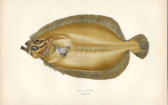 THE SAIL FLUKE FLATFISH print
