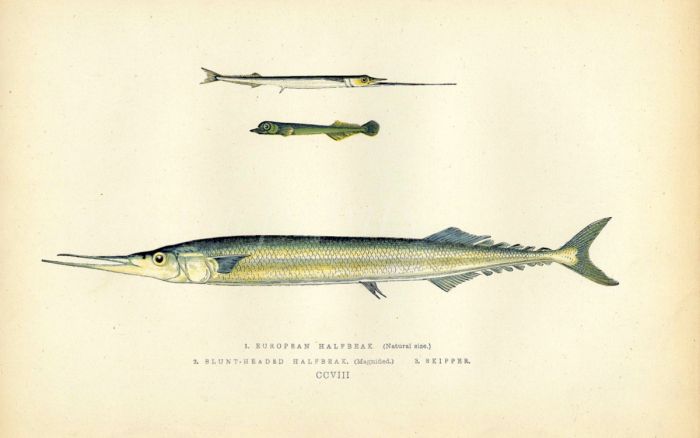 THE EUROPEAN & BLUNT-HEADED HALF-BEAK fish print