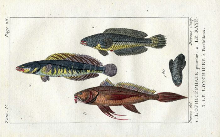 LANCET-TAIL, STREAKED & PUNCULATED SNAKEHEAD print