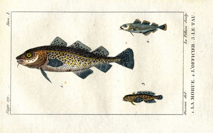 ALTLANTIC COD print