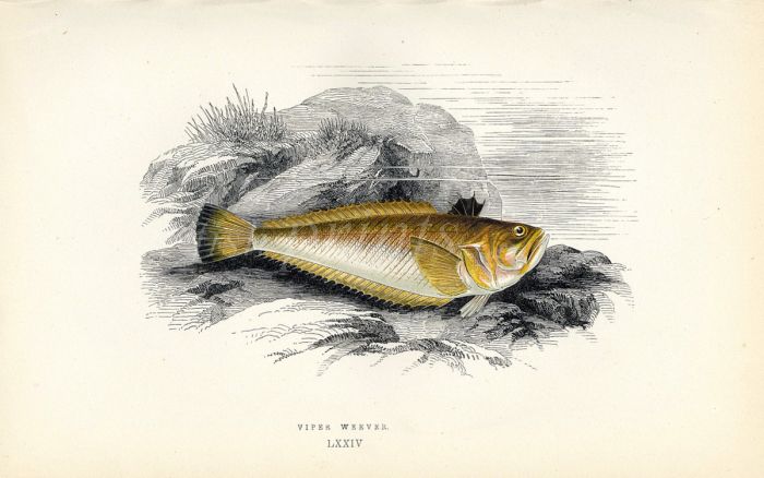THE VIPER WEEVER fish print