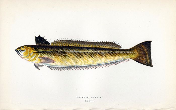 THE GREATER WEEVER fish print