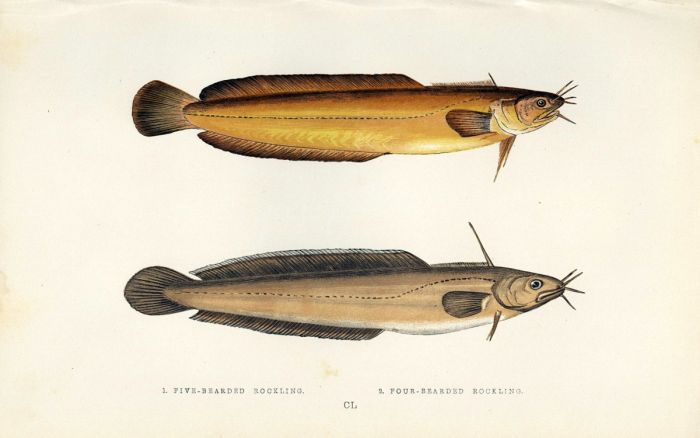 THE FIVE & FOUR-BEARDED ROCKLING fish print