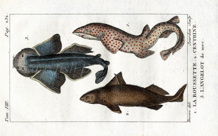 ANGEL SHARK, SPOTTEDOGFISH, CENTURINE SHARK print