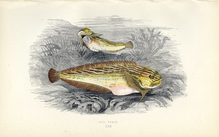 THE SEA SNAIL fish print