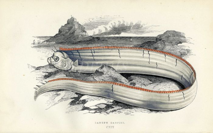 BANK'S OARFISH print