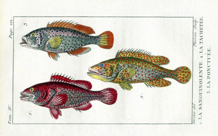 HIND, DROPPED PERCH, PUNTUATED HOLOCENTRE print