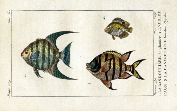 THE SEARGENT BUTTERFLYFISH print