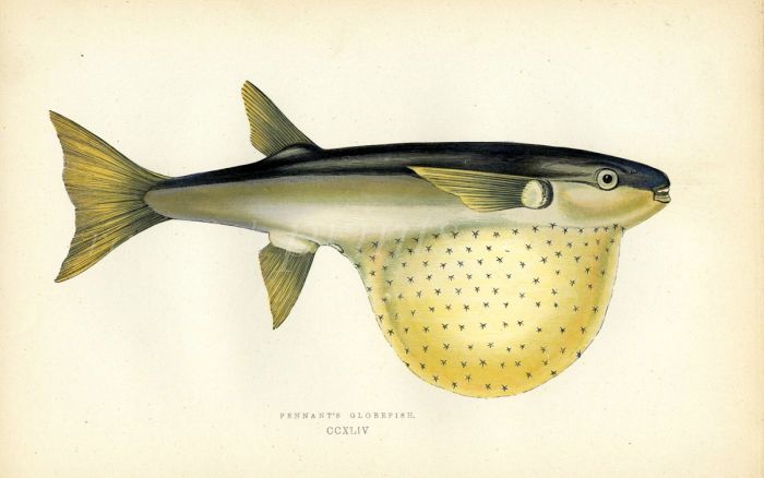 PENNANT'S GLOBE FISH  print